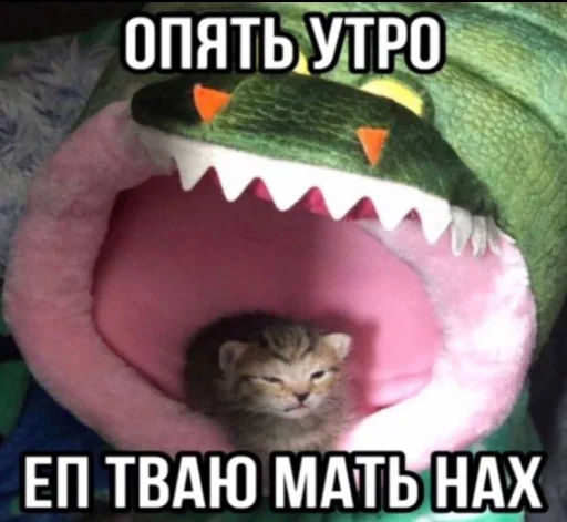 🤬 Стикер «Злые котики» для Telegram