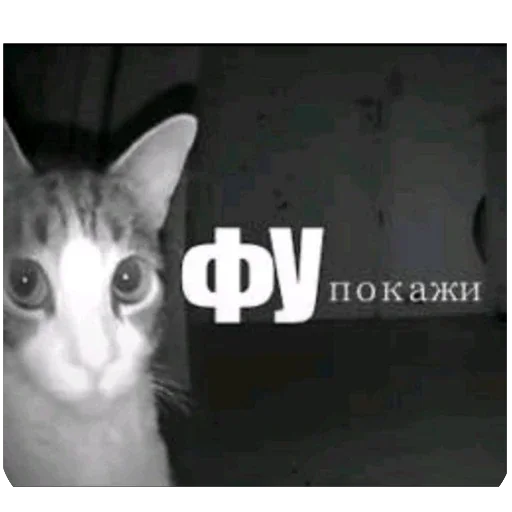🫥 Стикер «Злые котики» для Telegram