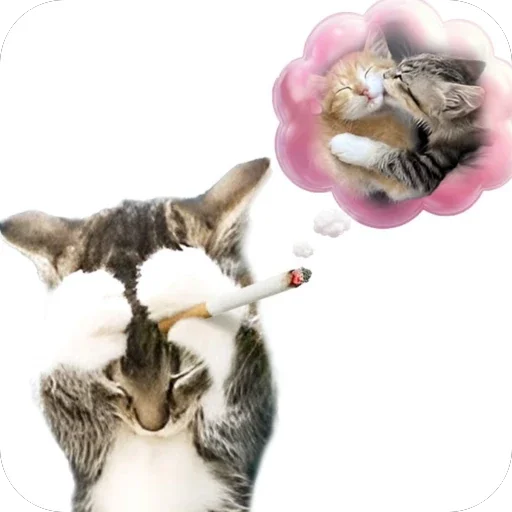 🫥 Стикер «Злые котики» для Telegram