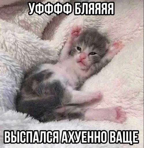 🤬 Стикер «Злые котики» для Telegram