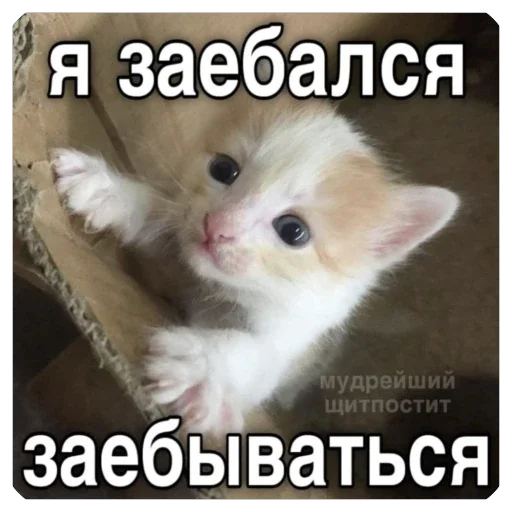 🫥 Стикер «Злые котики» для Telegram