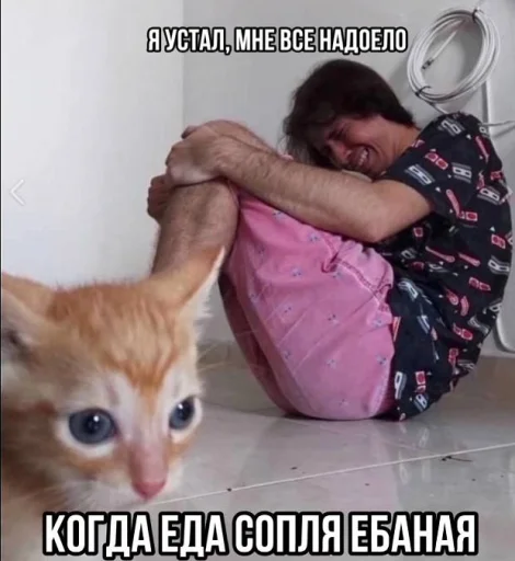 🤬 Стикер «Злые котики» для Telegram