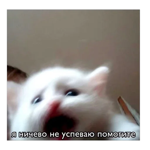🫥 Стикер «Злые котики» для Telegram