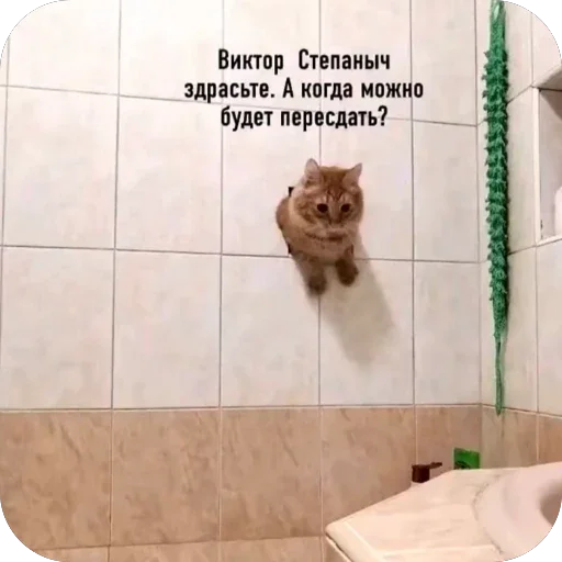 🫥 Стикер «Злые котики» для Telegram
