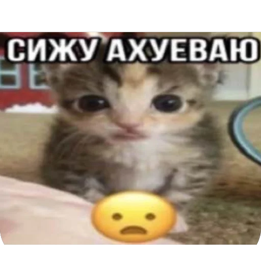 🫥 Стикер «Злые котики» для Telegram