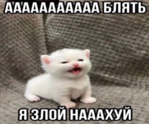 🤬 Стикер «Злые котики» для Telegram