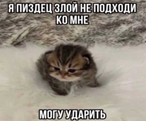 Стикерпак Злые котики для Telegram