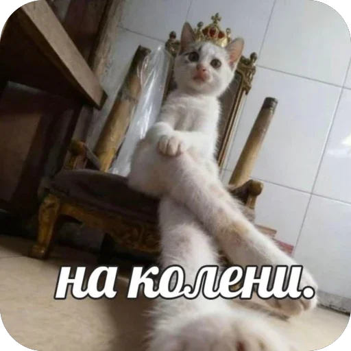 🫥 Стикер «Злые котики» для Telegram