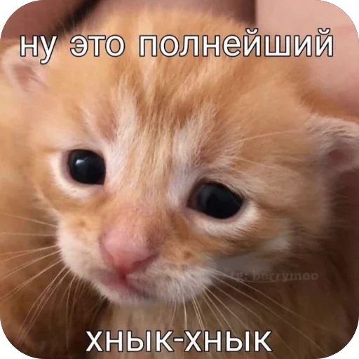 🫥 Стикер «Злые котики» для Telegram