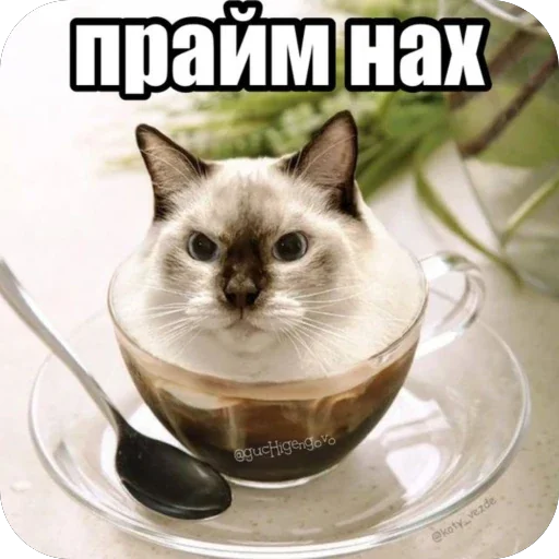🫥 Стикер «Злые котики» для Telegram