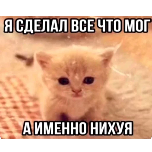 🫥 Стикер «Злые котики» для Telegram