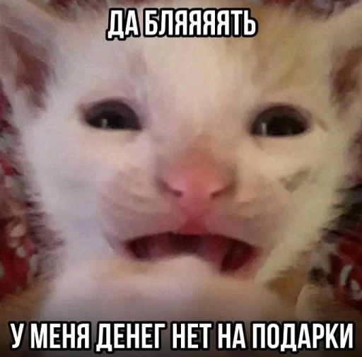 🤬 Стикер «Злые котики» для Telegram