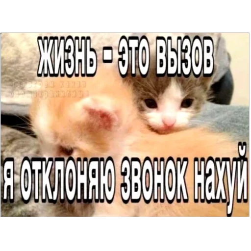 🫥 Стикер «Злые котики» для Telegram