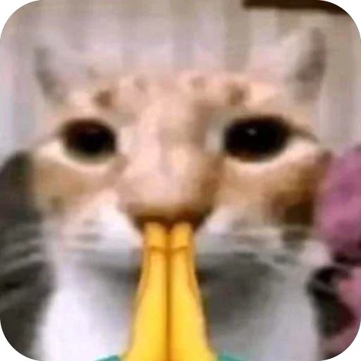 🫥 Стикер «Злые котики» для Telegram