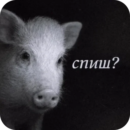 🫥 Стикер «Злые котики» для Telegram
