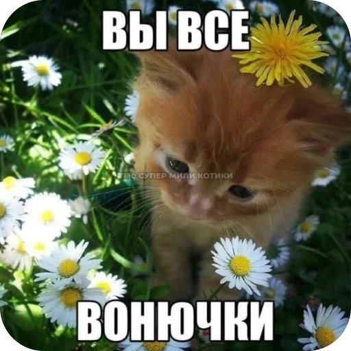 🫥 Стикер «Злые котики» для Telegram