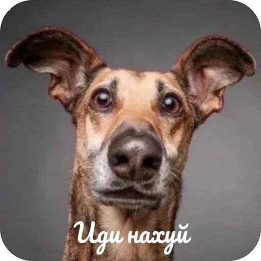 🫥 Стикер «Злые котики» для Telegram