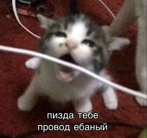 🤬 Стикер «Злые котики» для Telegram