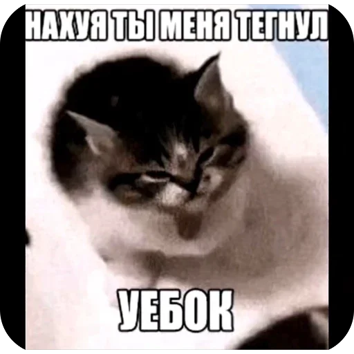 🫥 Стикер «Злые котики» для Telegram