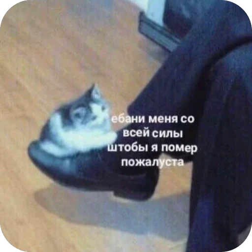 🫥 Стикер «Злые котики» для Telegram