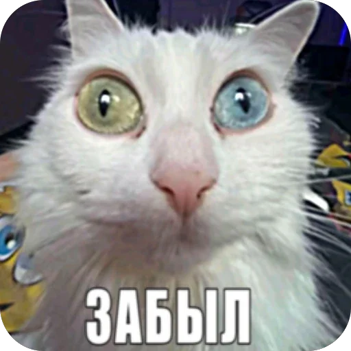🫥 Стикер «Злые котики» для Telegram