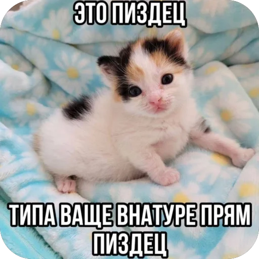 🫥 Стикер «Злые котики» для Telegram