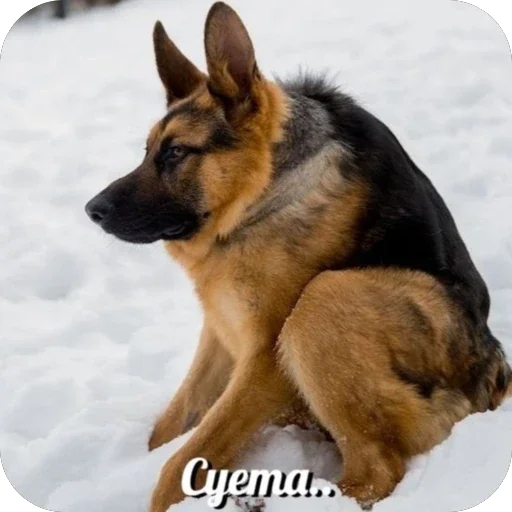 🫥 Стикер «Злые котики» для Telegram
