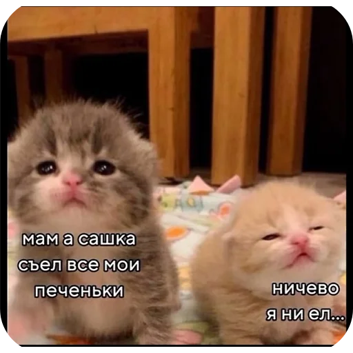 👍 Стикер «Злые котики» для Telegram