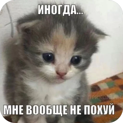 🫥 Стикер «Злые котики» для Telegram