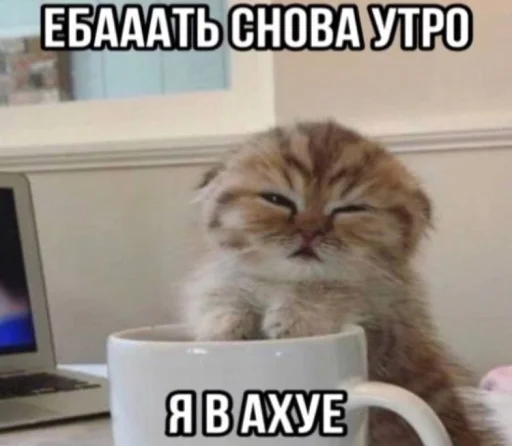 🤬 Стикер «Злые котики» для Telegram
