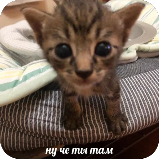 🫥 Стикер «Злые котики» для Telegram