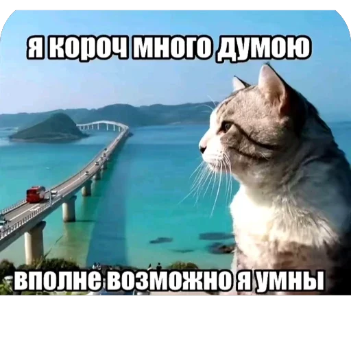 🫥 Стикер «Злые котики» для Telegram