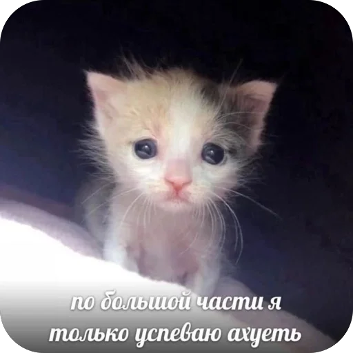 🫥 Стикер «Злые котики» для Telegram
