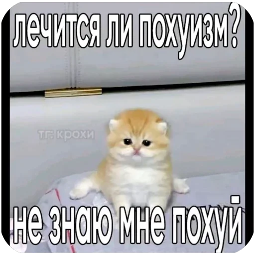 🫥 Стикер «Злые котики» для Telegram