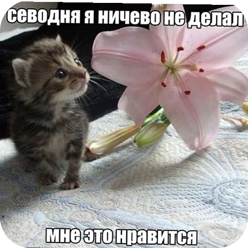 👍 Стикер «Злые котики» для Telegram