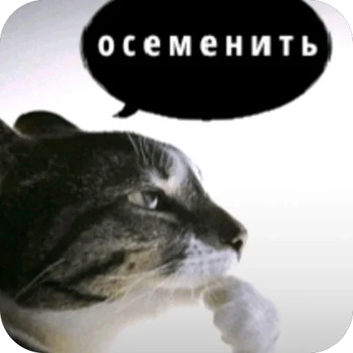🫥 Стикер «Злые котики» для Telegram