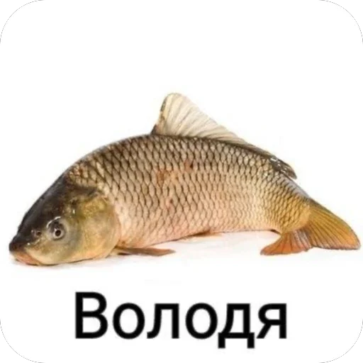 🫥 Стикер «Злые котики» для Telegram