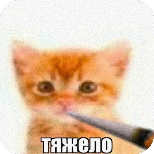 🫥 Стикер «Злые котики» для Telegram