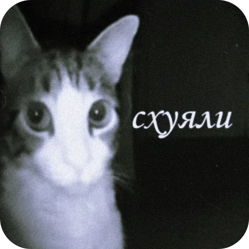 🫥 Стикер «Злые котики» для Telegram
