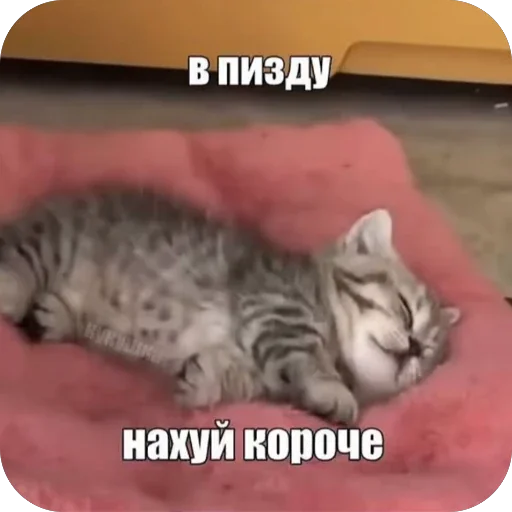 🫥 Стикер «Злые котики» для Telegram