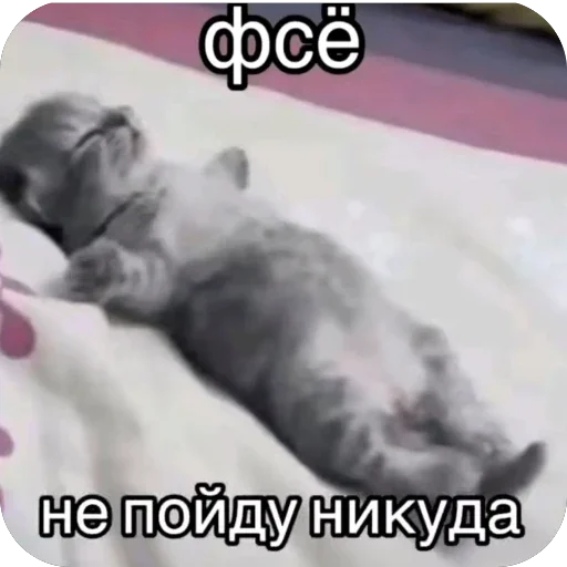 🫥 Стикер «Злые котики» для Telegram
