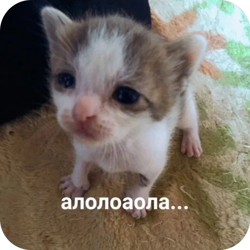 🫥 Стикер «Злые котики» для Telegram