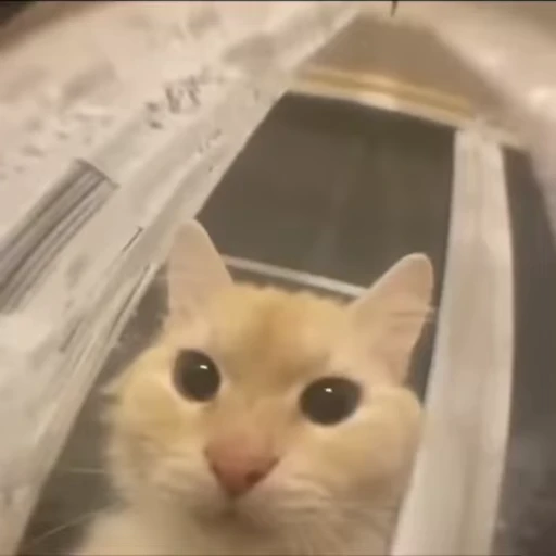 🦷 Стикер «Котята» для Telegram