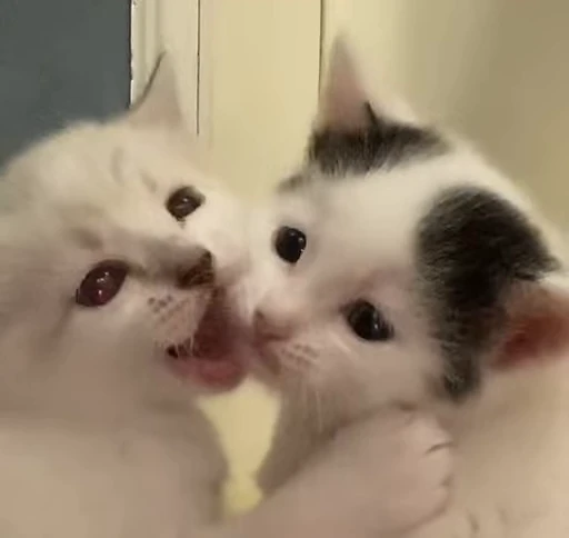 ❤️ Стикер «Котята» для Telegram