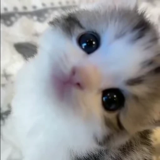 😚 Стикер «Котята» для Telegram