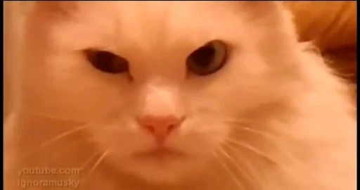 🤨 Стикер «Котята» для Telegram