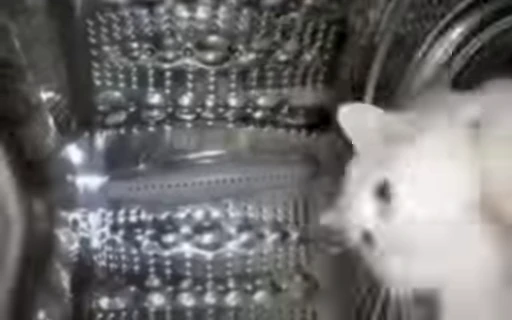 🌪 Стикер «Котята» для Telegram