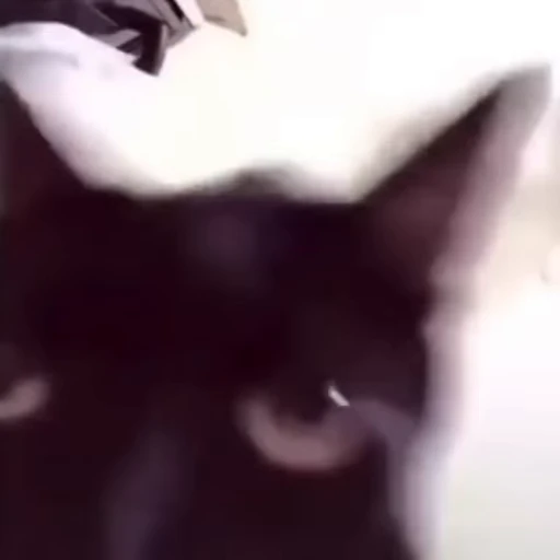 😣 Стикер «Котята» для Telegram