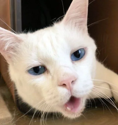 😬 Стикер «котяра» для Telegram