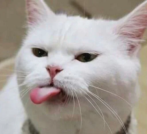 😝 Стикер «котяра» для Telegram